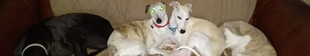 Three Whippets & a Greyhound