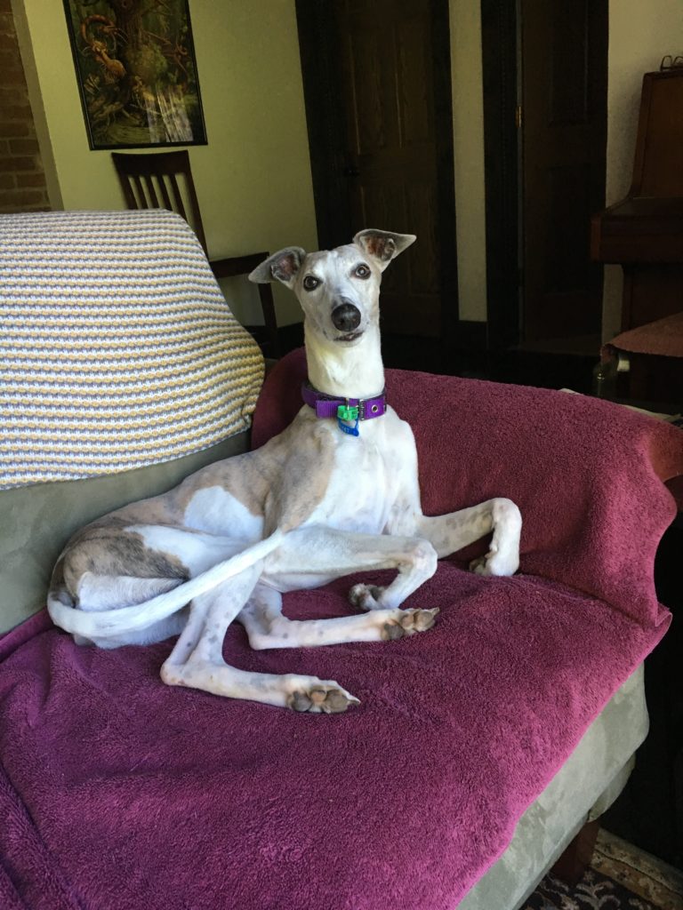 Whippet dog on sofa covered with purple fabric.