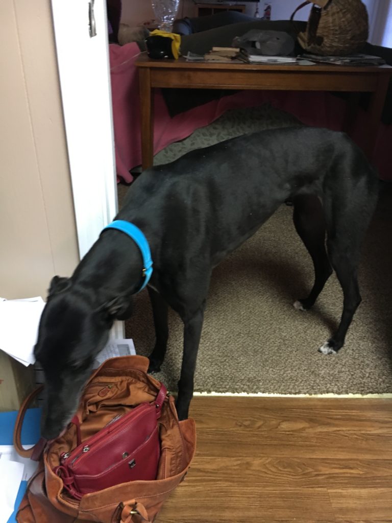 Black Greyhound