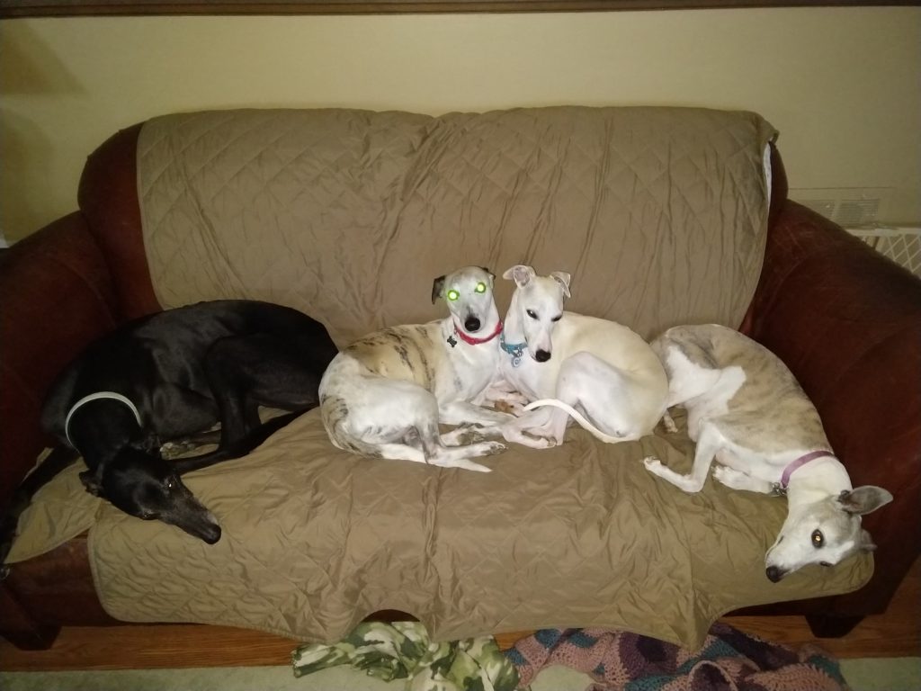 One black greyhound and three white and tan whippets on a leather sofa.