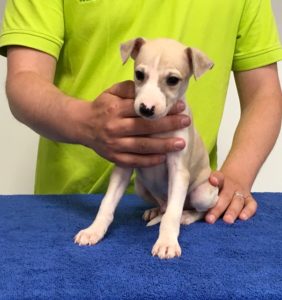 Whippet puppy and man holding him.