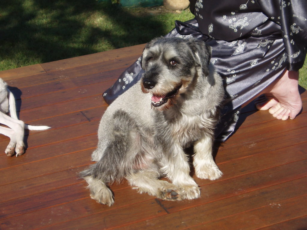 Schnauzer dog on wooden floor with man kneeling behind him.